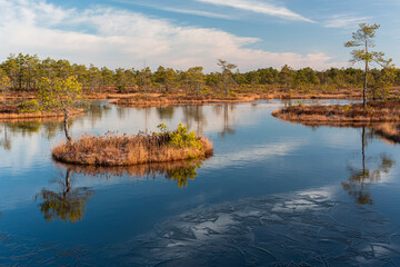 Swamp lake with ice in sunny spring day in sunrise