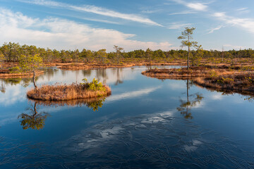 Swamp lake with islands in sunny day