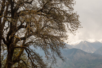 Branches of a Himalayan tree