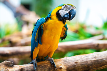 Blue yellow parrot macaw sitting on branch