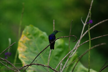 Wonders of the Amazon Rainforest in the Viceroyalty of Peru