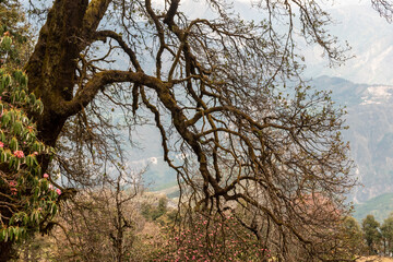 Fototapeta premium Bare branches of a tree