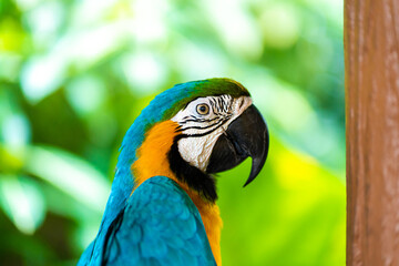 Blue yellow parrot macaw sitting on branch