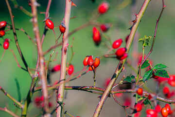 red berries on a bush
