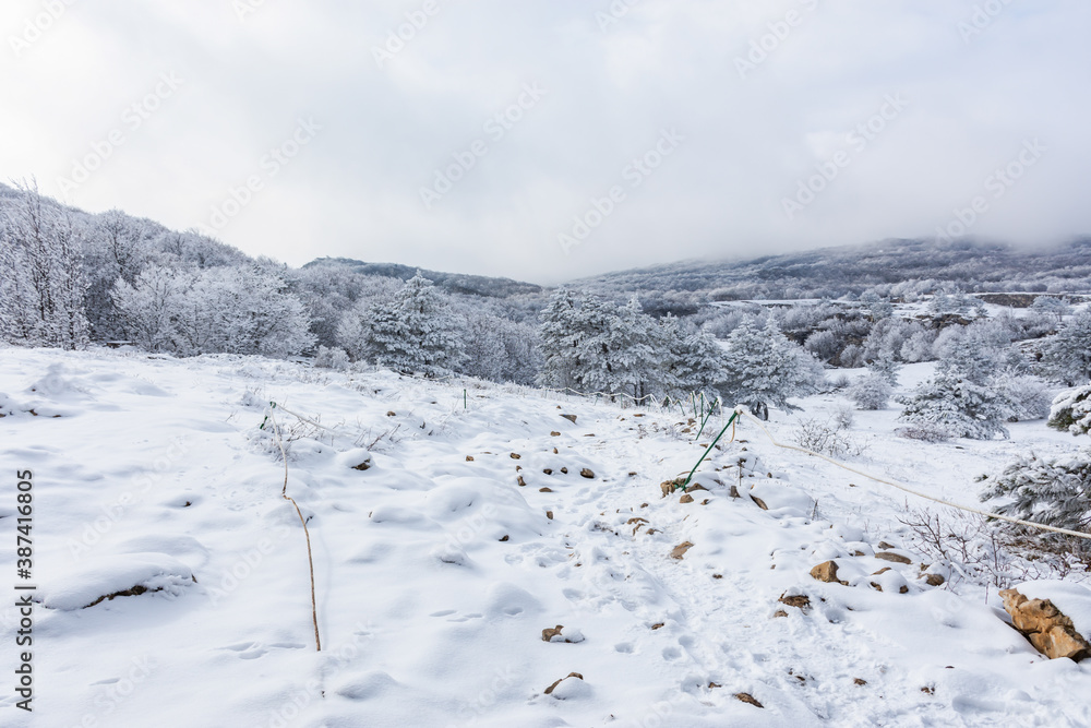 Wall mural Fluffy winter pine forest in the fog. Beautiful fairytale winter on AI-Petri Crimea. Light snowfall in the mountains. Natural winter background. Concept of winter new year holidays.