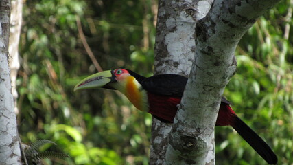 Ramphastos dicolorus
