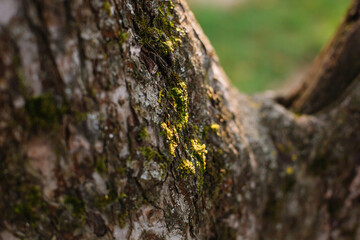 Green plants on a tree in a park in autumn
