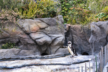Birds in aquarium at Ikebukuro