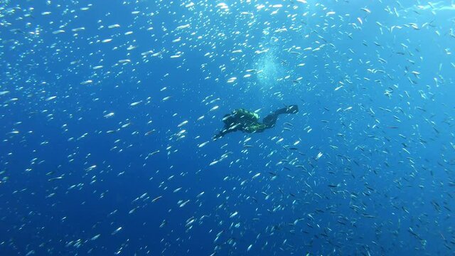 Scuba diver into a little fishes bait ball - Mediterranean sea marine life 