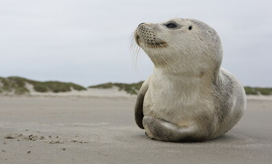 Naklejka premium A young grey seal pup that's a total show-off, one with something of an outgoing personality, and who just seems to play to the camera. Iceland Ameland, Dutch.