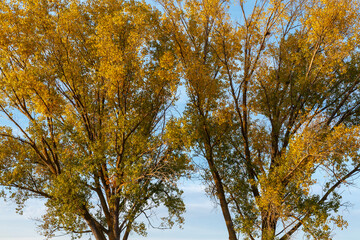 Poplar trees in autumn with golden leaves. Populus. Region of El Páramo, León, Spain.