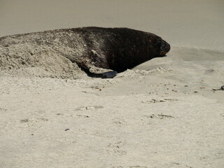 Fototapeta premium natural beauty of New Zealand Dunedin and Catlin beaches