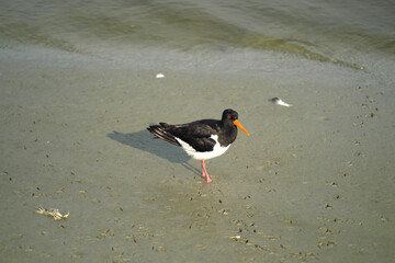Austernfischer im Schlick des Wattenmeers - Stockfoto