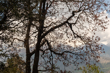 Silhouetted branches of a tree in an Himalayan mountain landscape