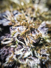 tiny moss growing on the trunk of the cherry tree, macrophotography
