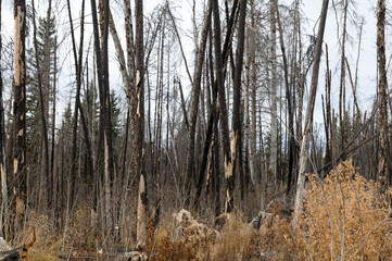 years after forest fire