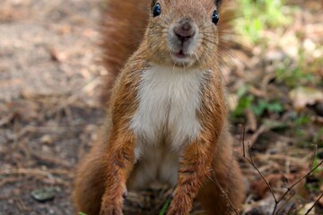 Autumn insights. Funny squirrel in motion blur looks directly into the camera lens