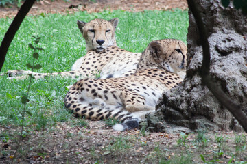Cheetah at rest
