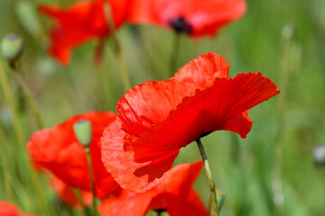 A beautiful poppy flower.
