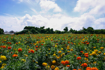 マリーゴールド