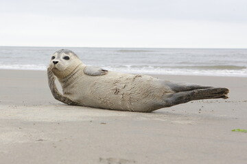 A young grey seal pup that's a total show-off, one with something of an outgoing personality, and who just seems to play to the camera. Iceland Ameland, Dutch.