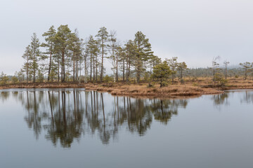 Swamp lake with islands in sunny day