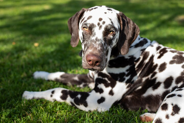 Portrait of beautiful dalmatian bitch on the garden.cute puppy Dalmatian for a walk in the Park.Summer portrait of cute dog with brown spots.
