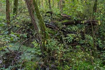 Mossy and fallen trees in the wet Prielenbos near Zoetermeer