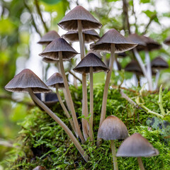 On this mossy tree stump grows a group of elegant fringe hat (psathyrella corrugis) in the Prielenbos near Zoetermeer