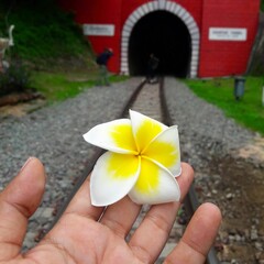 hand holding a flower