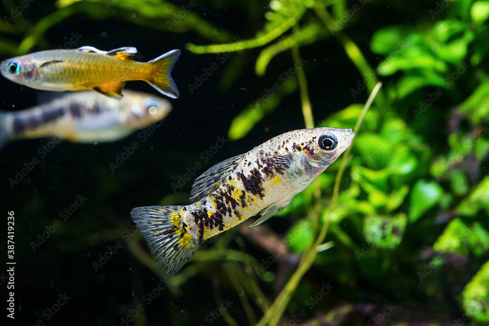 Wall mural Cuban limia (Limia vittata), also known as banded limia, Cuban molly a livebearer endemic of Cuba