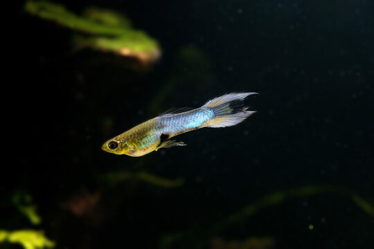 Japan Blue Double Sword Endler&rsquo;s Livebearer (Poecilia wingei) swimming