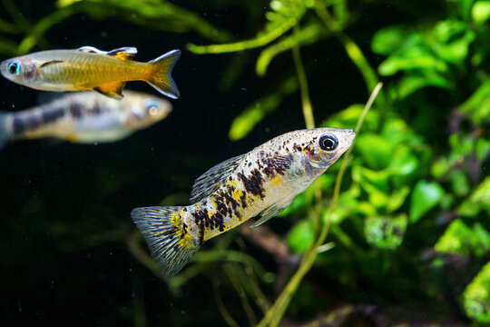 Cuban limia (Limia vittata), also known as banded limia, Cuban molly a livebearer endemic of Cuba