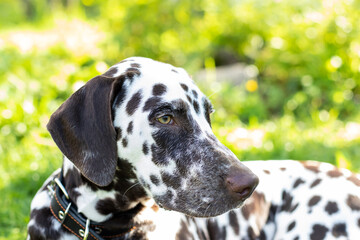 Portrait of beautiful dalmatian bitch on the garden.cute puppy Dalmatian for a walk in the Park.Summer portrait of cute dog with brown spots.