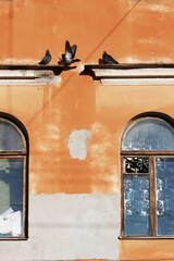 pigeons are sitting above the window next to the image of a cat on the curtains