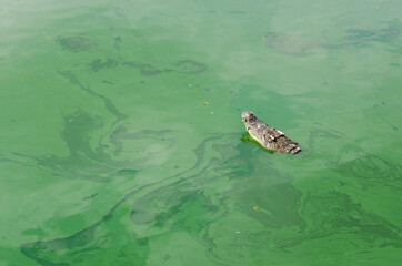 Fototapeta premium Amphibian prehistoric crocodile.