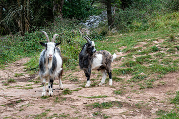 Wild British Primitive Feral Goat