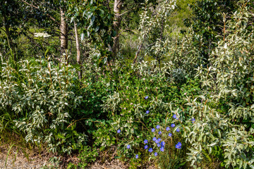 Flora abounds around the ranch. Glenbow Ranch Provincial Recreation Area, Alberta, Canada