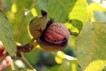 Walnut branch with ripe fruit in the autumn garden, close-up