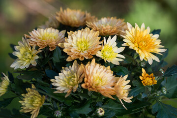 Chrysanthemum indicum