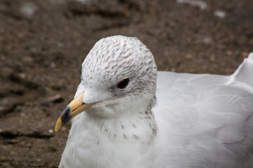 White Seagull resting on the ground
