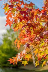 orange and red color options, autumn season, blue sky
