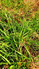 green moss on the ground