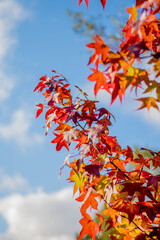 orange and red color options, autumn season, blue sky