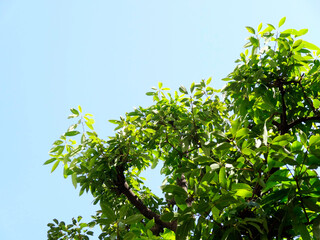 街路樹と青空