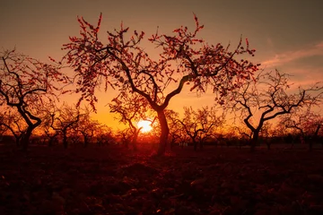 Mandelbäume blühen bei Sonnenuntergang im Gebiet von Castellón © lalo