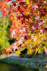 orange and red color options, autumn season, blue sky