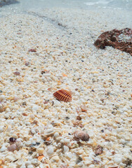 Concha rayada en la orilla del mar sobre suelo repleto de pequeñas conchas blancas