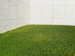 オフィスビルの緑地帯の竜の鬚