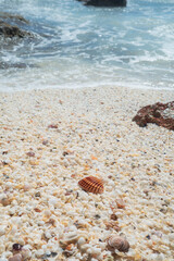 Concha rayada en la orilla del mar sobre suelo repleto de pequeñas conchas blancas